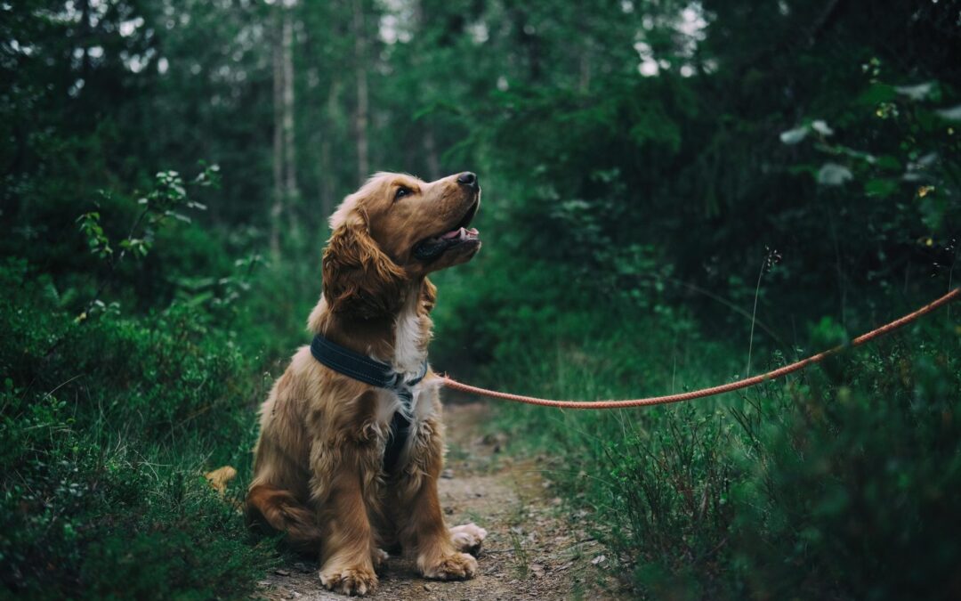 dog walks