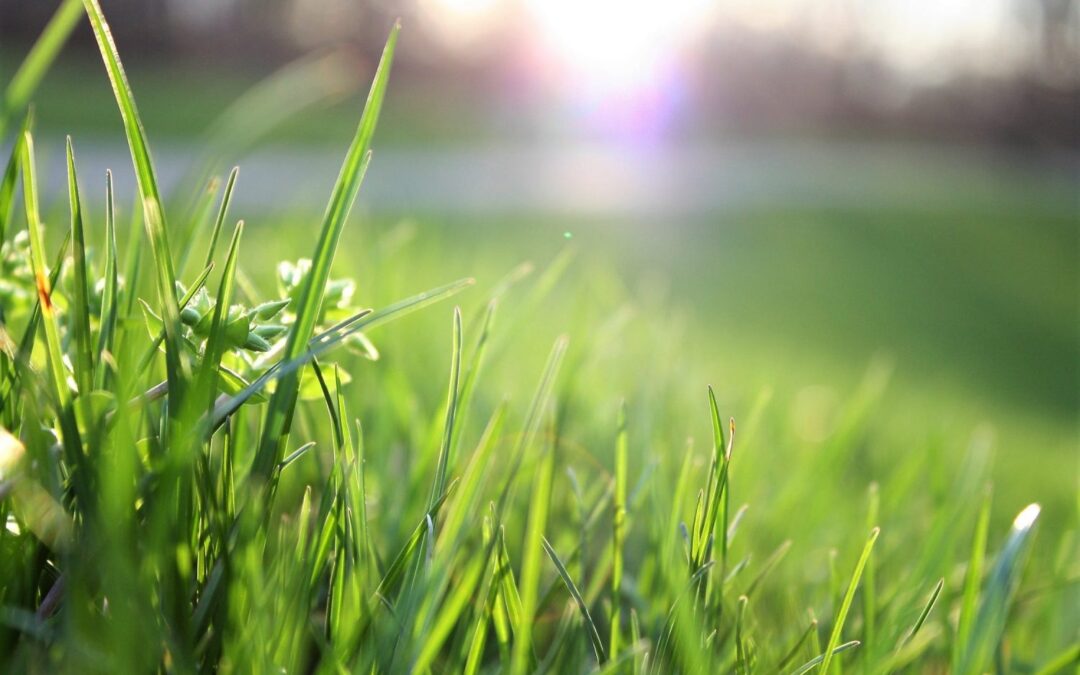 grass