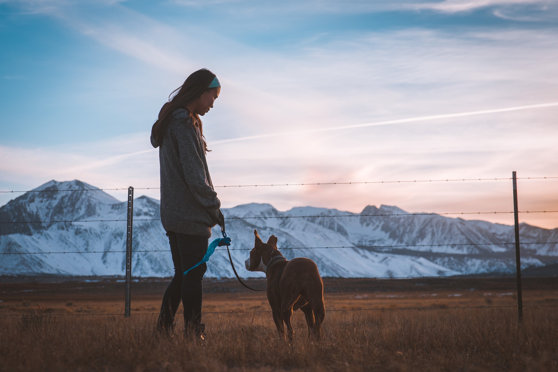 Winter dog walks