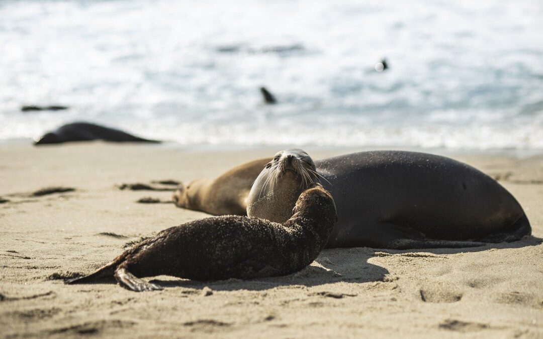 seals